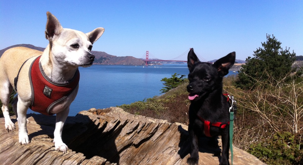 GotDoggies.com Dog Walking Services in San Francisco